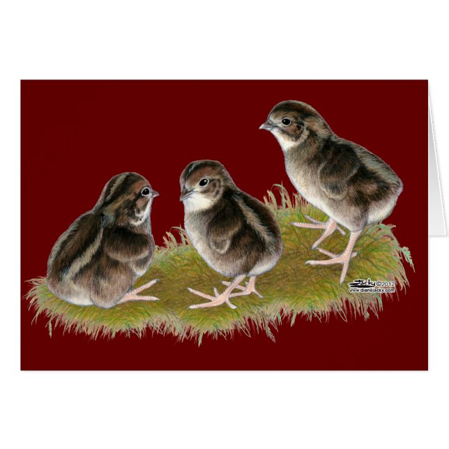 Coturnix Quail Chicks (Vorderseite (Horizontal))