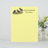 Coturnix Quail Chicks (Stehend Vorderseite)