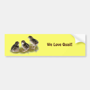 Coturnix Quail Chicks Autoaufkleber