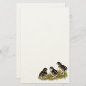Coturnix Quail Chicks Briefpapier (Vorne/Hinten)