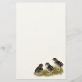 Coturnix Quail Chicks Briefpapier (Vorderseite)