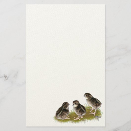 Coturnix Quail Chicks Briefpapier (Vorderseite)