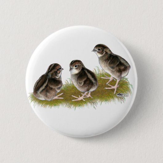 Coturnix Quail Chicks Button (Vorderseite)