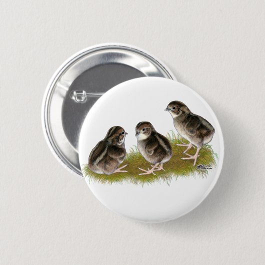 Coturnix Quail Chicks Button (Vorne & Hinten)