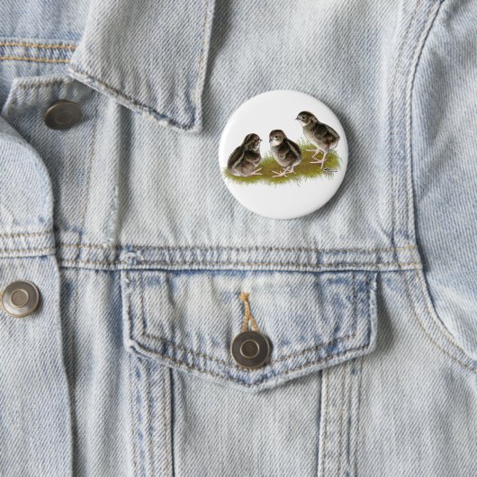 Coturnix Quail Chicks Button (Beispiel)
