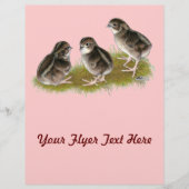 Coturnix Quail Chicks Flyer (Vorne)