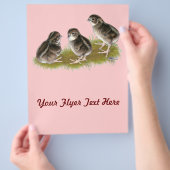 Coturnix Quail Chicks Flyer (Hand)