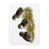 Coturnix Quail Chicks Magnet (Vertikal)