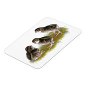 Coturnix Quail Chicks Magnet (Linke Seite)