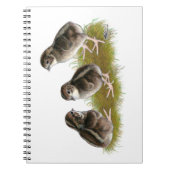 Coturnix Quail Chicks Notizblock (Vorderseite)