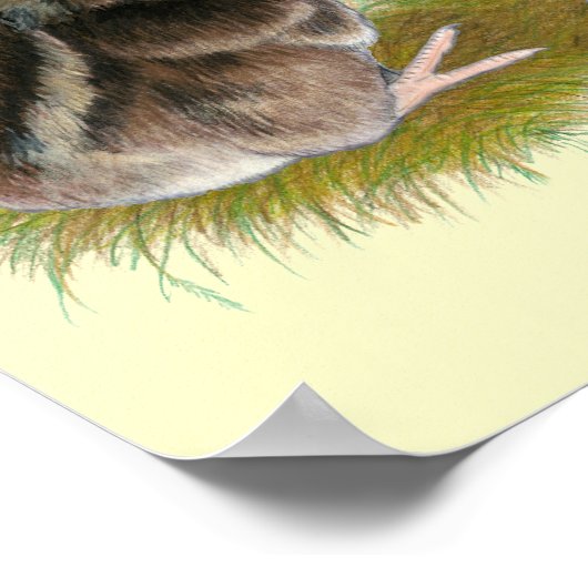 Coturnix Quail Chicks Poster (Ecke)