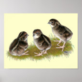 Coturnix Quail Chicks Poster (Vorne)