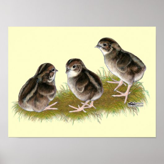 Coturnix Quail Chicks Poster (Vorne)