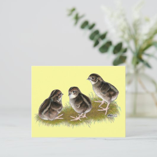 Coturnix Quail Chicks Postkarte (Stehend Vorderseite)