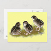 Coturnix Quail Chicks Postkarte (Vorne/Hinten)