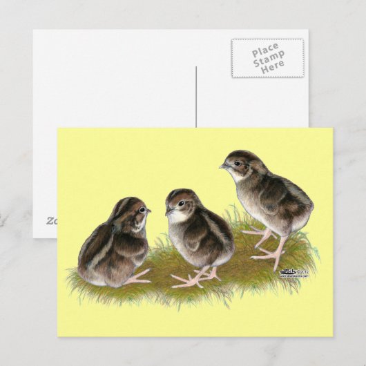 Coturnix Quail Chicks Postkarte (Vorne/Hinten)