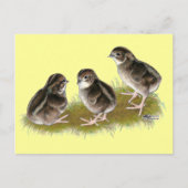 Coturnix Quail Chicks Postkarte (Vorderseite)