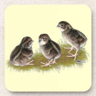 Coturnix Quail Chicks Untersetzer