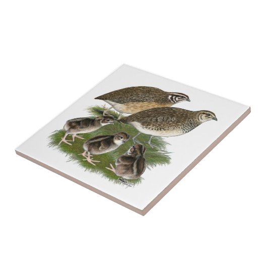 Coturnix Quail Fliese (Seite)