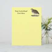 Coturnix Quail Hen (Stehend Vorderseite)