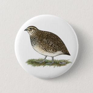 Coturnix Quail Hen Button