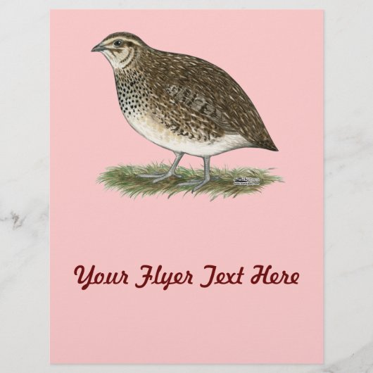 Coturnix Quail Hen Flyer (Vorne)