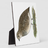 Coturnix Quail Hen Fotoplatte (Seite)