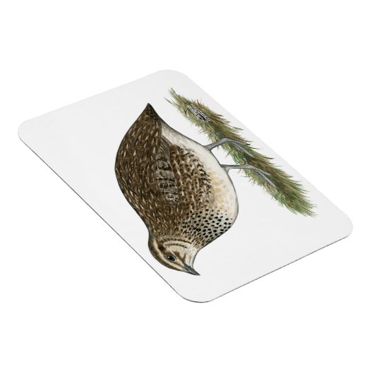 Coturnix Quail Hen Magnet (Rechte Seite)
