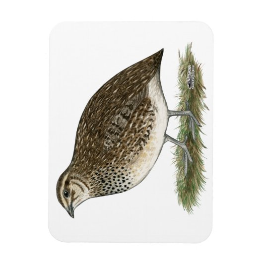 Coturnix Quail Hen Magnet (Vertikal)