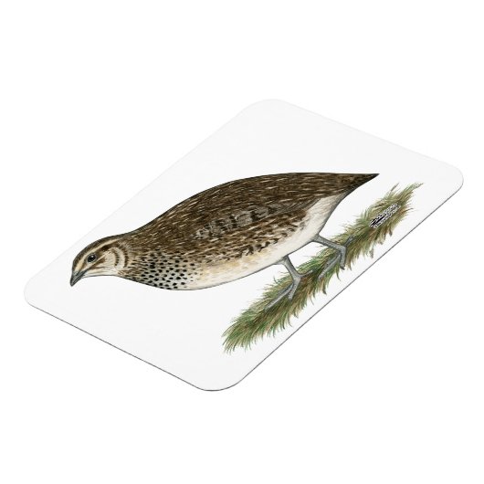 Coturnix Quail Hen Magnet (Linke Seite)