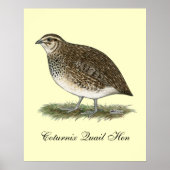Coturnix Quail Hen Poster (Vorne)
