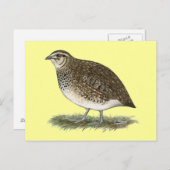 Coturnix Quail Hen Postkarte (Vorne/Hinten)