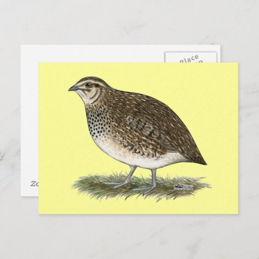 Coturnix Quail Hen Postkarte (Vorne/Hinten)