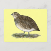 Coturnix Quail Hen Postkarte (Vorderseite)