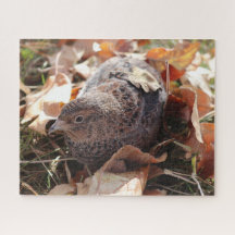 Coturnix Quail in den Blätter
