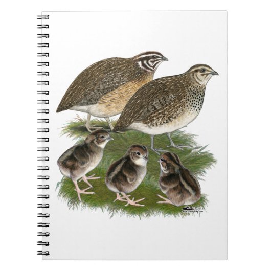 Coturnix Quail Notizblock (Vorderseite)