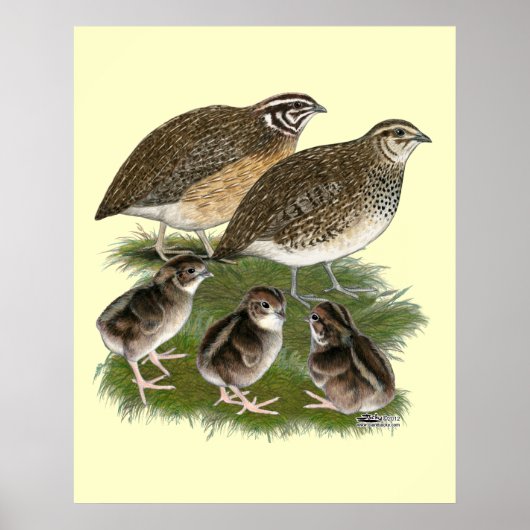 Coturnix Quail Poster (Vorne)