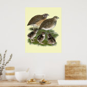 Coturnix Quail Poster (Küche)