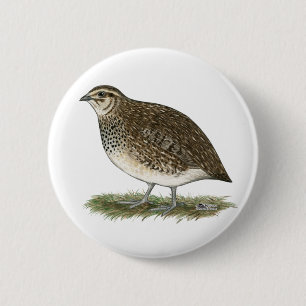 Coturnix-Wachtel-Henne Button