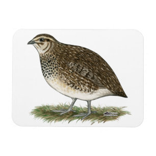 Coturnix-Wachtel-Henne Magnet