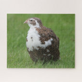 Coturnix Wachtel im Gras Puzzle (Horizontal)