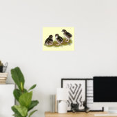 Coturnix-Wachtelküken Poster (Heimbüro)