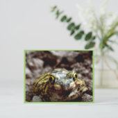 Couch-Spadefußtoad Postkarte (Stehend Vorderseite)