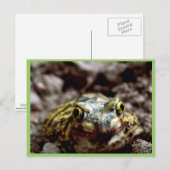 Couch-Spadefußtoad Postkarte (Vorne/Hinten)