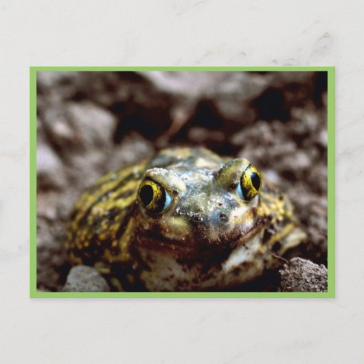 Couch-Spadefußtoad Postkarte (Vorderseite)