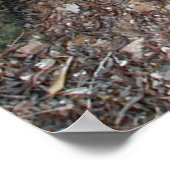 Coues' Agave ~Druck~ Poster (Ecke)