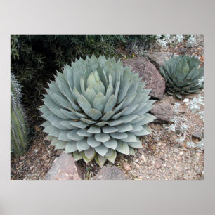 Coues' Agave ~Druck~ Poster