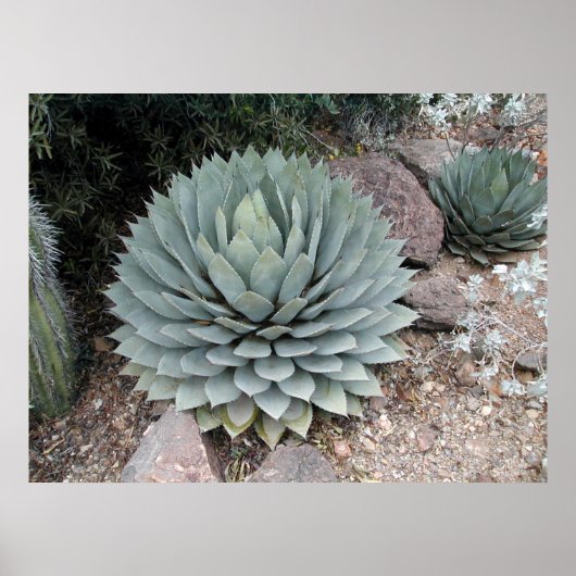 Coues' Agave ~Druck~ Poster (Vorne)