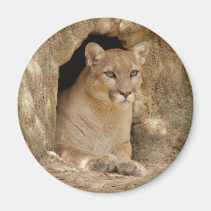 Cougar 011 magnet