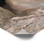 Cougar 012 poster (Ecke)